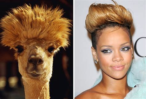 The Best Animal Celebrity Lookalikes Youll See Today The Poke