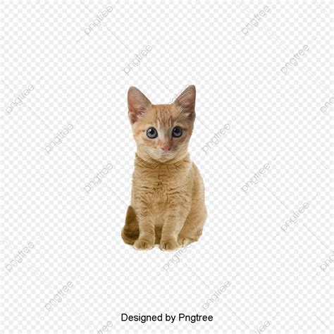 If you like, you can download pictures in icon format or directly in png image format. 고양이, 회색 고양이, 심기 고양이, 고양이무료 다운로드를위한 PNG 및 PSD 파일