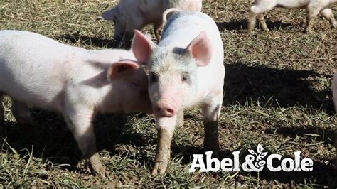 Abel And Cole Visit Helen Brownings Organic Pig Farm Youtube