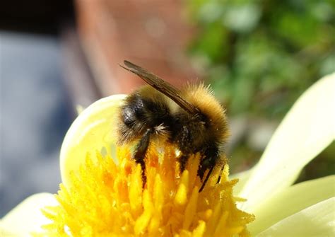 Urban Pollinators The Seven Most Common Bumblebee Species To Find In