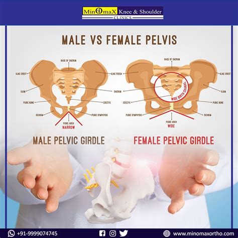 Male Vs Female Pelvis Human Body Pelvis Male Vs Female Pelvic Girdle