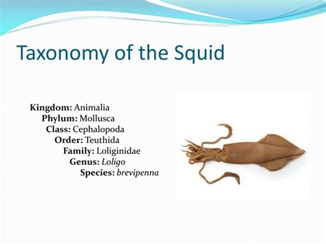 Ppt Squid Dissection Powerpoint Presentation Id209690