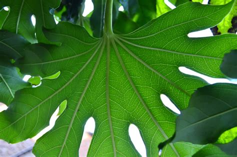 Large Green Leaf Free Stock Photo Public Domain Pictures