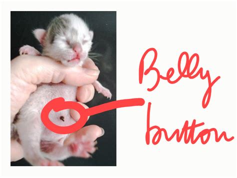 Do Cats Have Belly Buttons Poc