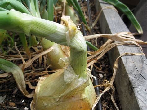 Harvesting Onions - Gardenerd