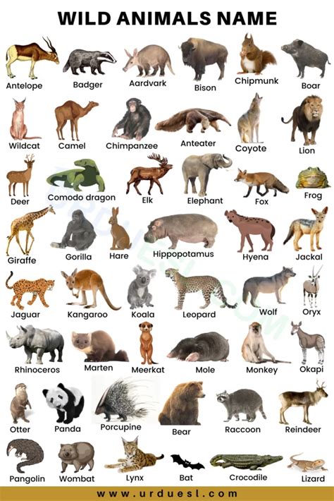 75 Wild Animals Names In English With Pictures And Download Pdf