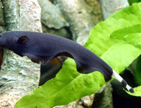 Black Ghost Knifefish Apteronotus Albifrons Photos