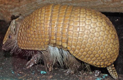 26 Interesting And Weird Facts About Armadillos Tons Of Facts
