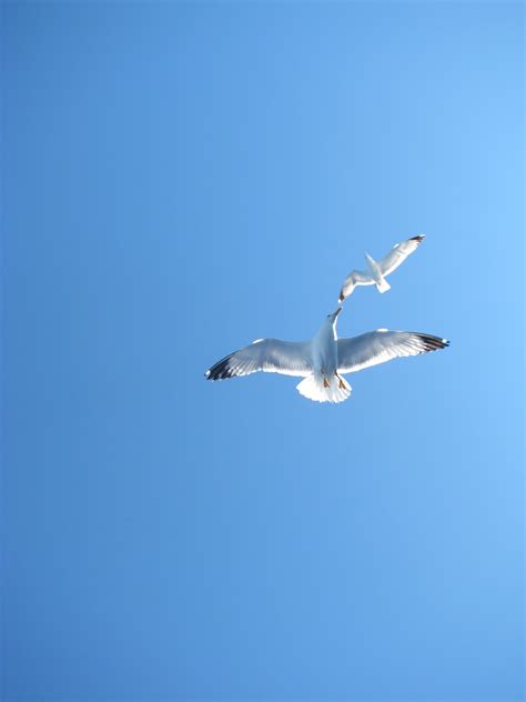 Безплатна снимка природа птица крило небе морски птици летя