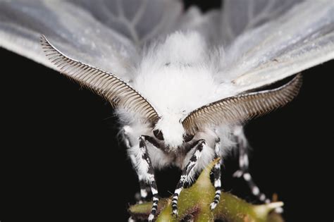 Les Secrets Des Papillons De Nuit La Salamandre