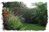 Tropical Backyard Landscaping Ideas Pictures Images