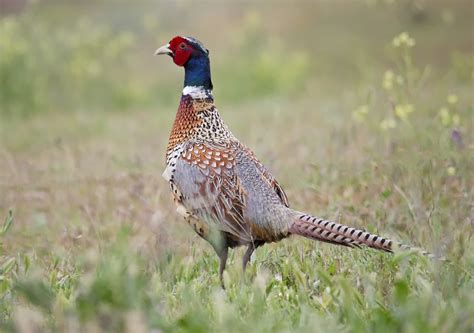 6 Types Of Pheasants With Pictures Pet Keen