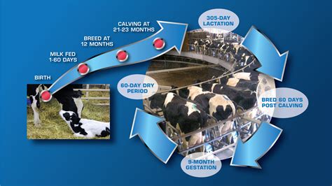About Idfd Conference International Dairy Farm Development Conference