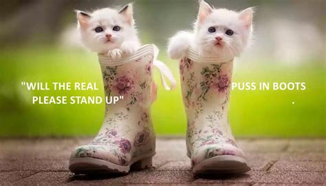 They're often virally transmitted via messaging apps and social media. "PLEASE STAND UP" . - Lolcats - lol | cat memes | funny ...