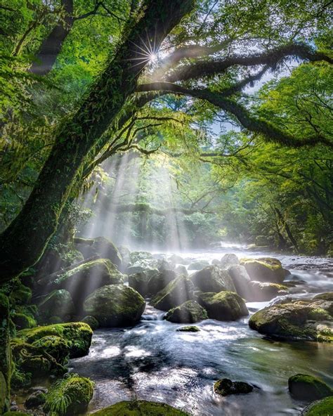 Almost 67 Of Japan Is Covered With Forest So It Is No Surprise That