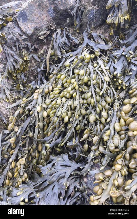Bladderwrack Seaweed On A Rock Stock Photo Alamy
