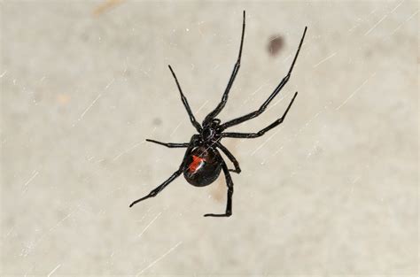Western Black Widow Spiders And Insects Of The Sunol Region Bioblitz