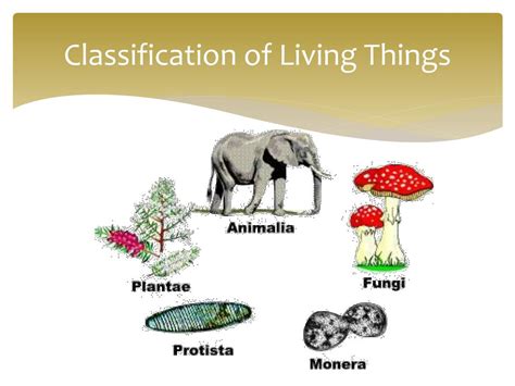 Ppt Classification Of Living Things Powerpoint Presentation Free Download Id 4068372