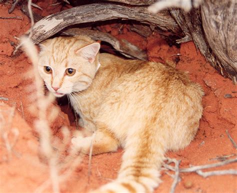 Feral Cat Species