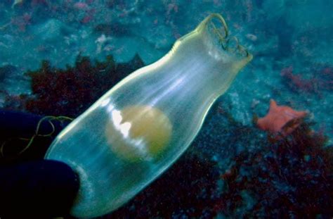 How Shark Egg Cases Balance Toughness And Permeability Elements Archive