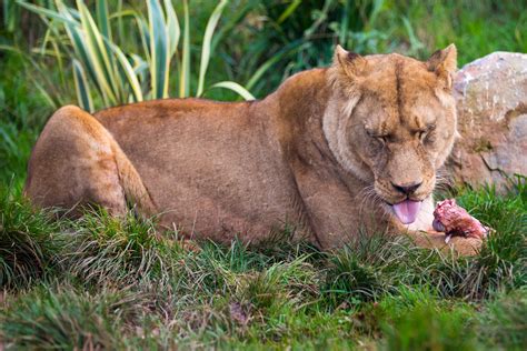 Lioness Eating Free Stock Photo Public Domain Pictures