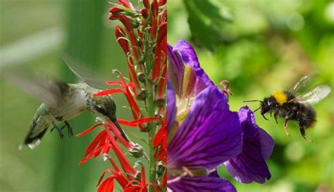 Birds Vs Bees Study Helps Explain How Flowers Evolved To Get