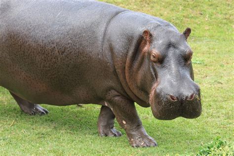 Celebran Primer Decenio De Vida De Hipopótamo En El Parque De Las