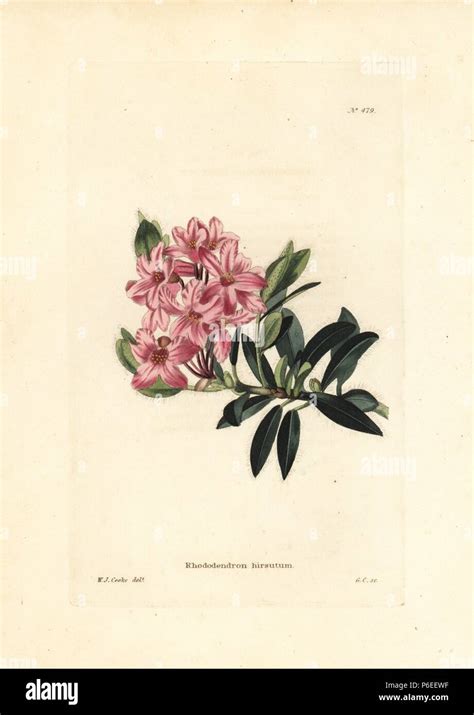 Hairy Alpenrose Rhododendron Hirsutum Handcoloured Copperplate Engraving By George Cooke After