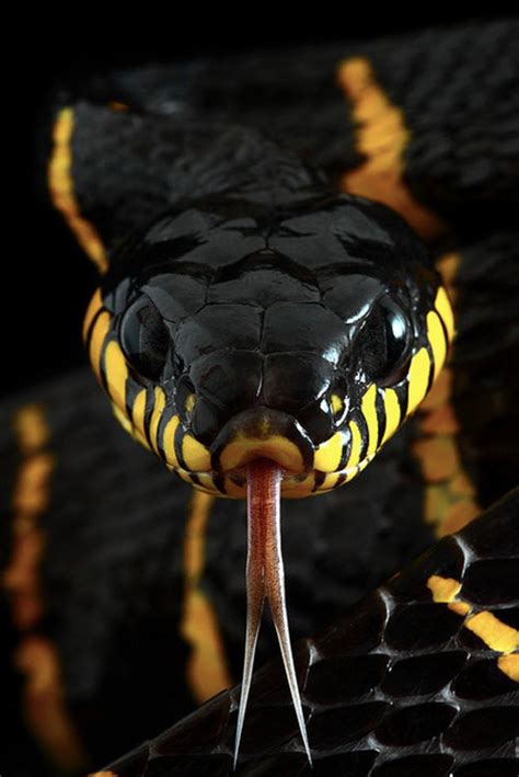 Exotic Venom Boiga Dendrophila Golden Ringed Tout Ce Qui Me