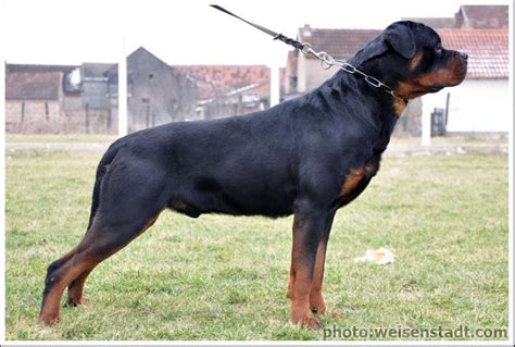 Generally, it is usually advisable to buy dogs when they are a few weeks old, especially rottweilers. Rottweiler Puppies for Sale(Prashant 1)(3145) | Dogs for ...