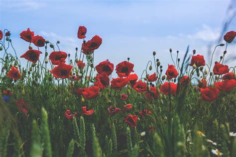 Red And Black Flower On Green Grass Under Blue Clear Sky During Daytime