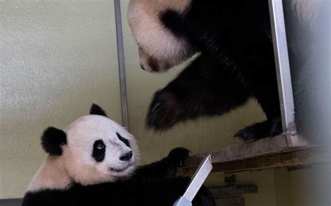 Huan Huan Est Enceinte Bientôt Un Nouveau Bébé Panda Au Zoo De Beauval