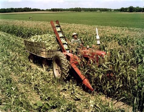 Farmall Super M With No Sc Sweet Corn Picker Photograph