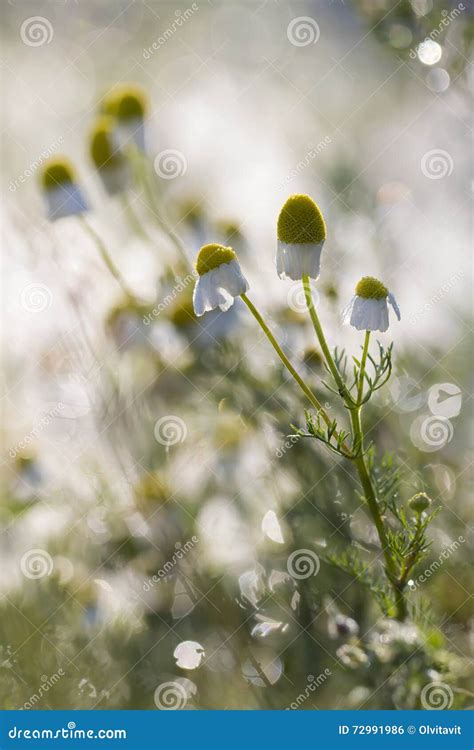 Camomile Meadow In Morning Light With Dew Colorful Sbackgr Stock Photo