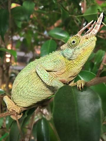 Rainbow Jacksons Chameleons For Sale