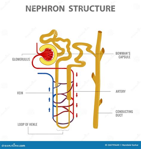 Scientific Designing Of Nephron Structure In Kidney Vector Illustration