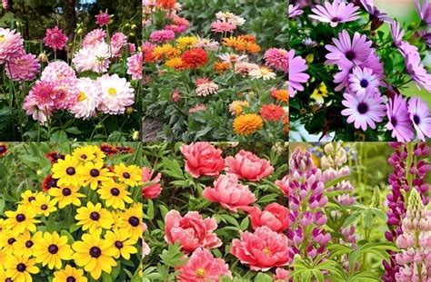 Best 7 Types Of Garden Flower Plants Make More Beautiful