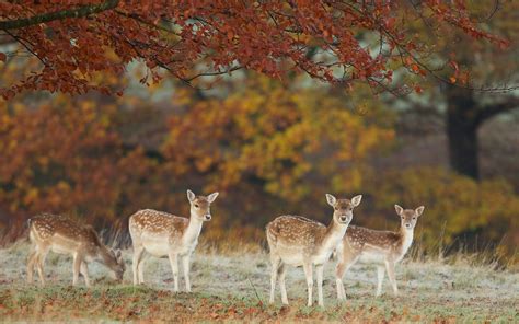 67 Deer Wallpapers On Wallpaperplay Forest Photography Photography