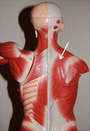 Transverse Muscle Anatomy