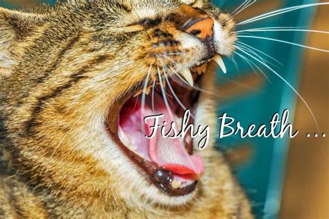 Dogs are usually the pets credited with saving lives. Why Does My Cat's Breath Smell Like Fish ? - Fluffy Kitty