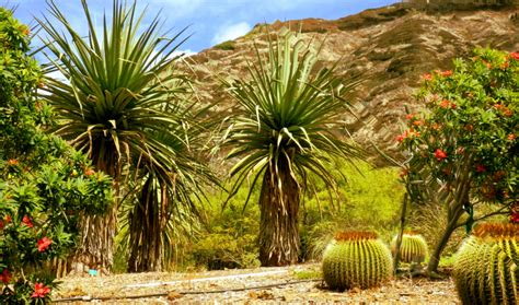 Desert Landscaping Southwest Desert Native Plants And Gardening