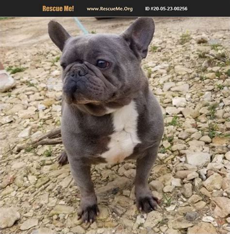 The frenchie makes a great family pet! ADOPT 20052300256 ~ French Bulldog Rescue ~ Mountain View, AR