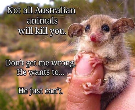 Not All Australian Animals Will Kill You Dont Get Me Wrong He Wants