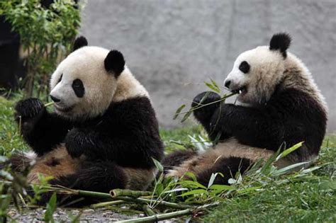 Panda Baby Boom Breaks Record Pet News