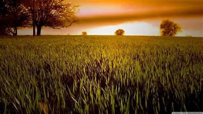 Wheat Field Sunset Background Desktop Wallpapers 4k