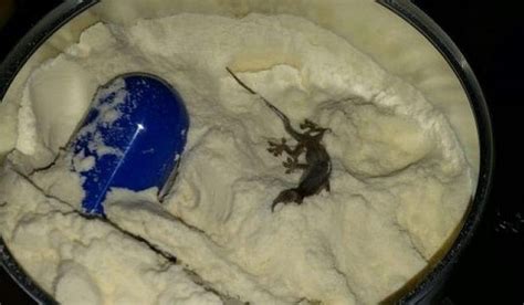 Lizard Found In Baby Formula Nz