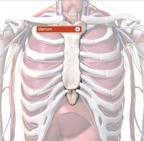 Diagram Of Chest Area Xiphoid Process Pain Lump And Removal Doctors