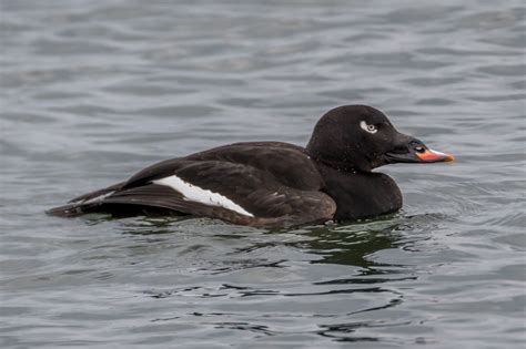 White Winged Scoter