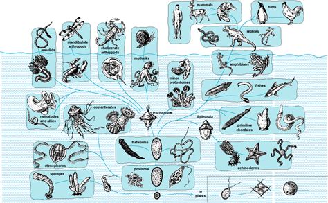 Amphibian To Mammals Evolution Pets Lovers