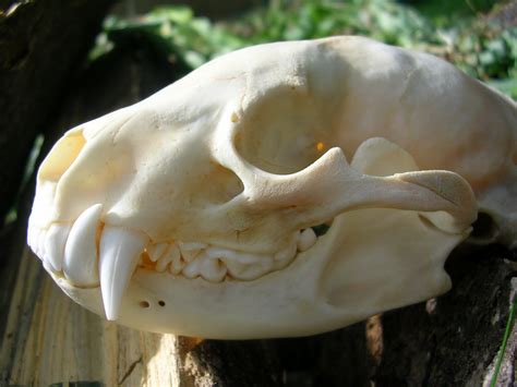 Badger Skull Side View By Fossilfeather On Deviantart
